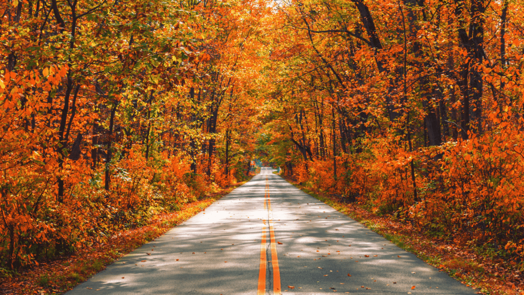 A scenic road lined with vibrant autumn trees on both sides.